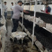 پرورش قارج دکمه ای